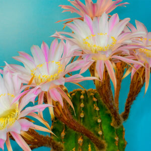 echinopsis flower opening 3 — timelapse