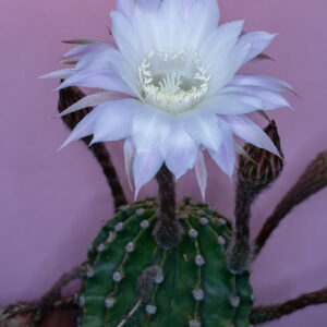 echinopsis oxygona flower opening 2 — timelapse