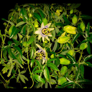 passiflora bouquet 1 — timelapse