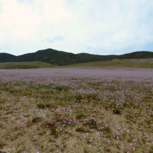 malvilla bloom along route c10 atacama 1 — video footage