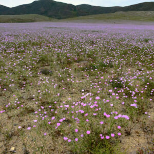 malvilla bloom along route c10 atacama 2 — video footage