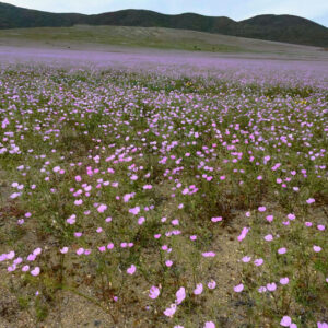 malvilla bloom along route c10 atacama 3 — video footage