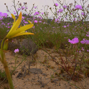 malvilla bloom along route c10 atacama 6 — video footage