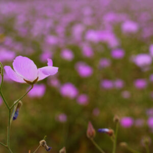 malvilla bloom along route c10 atacama 7 — video footage