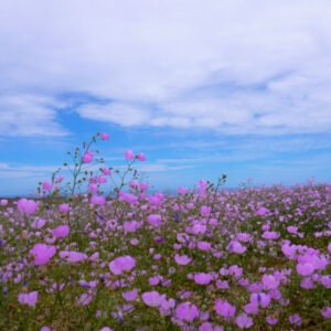 malvilla bloom along route c10 atacama 8 — video footage