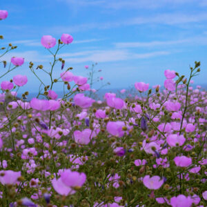 malvilla bloom along route c10 atacama 9 — video footage
