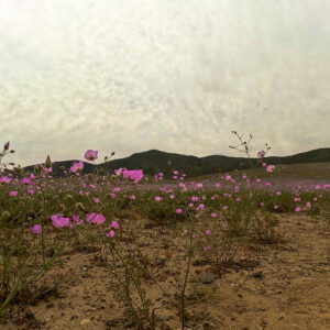 malvilla bloom along the road in atacama — timelapse