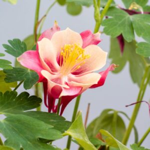 aquilegia flower opening — timelapse