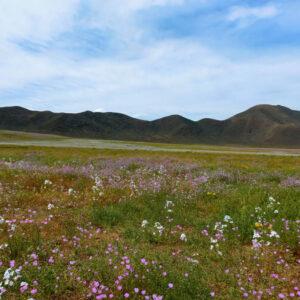 celestina malvilla and ananuca bloom in atacama 1 — video footage
