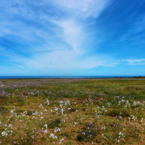 coastal celestina malvilla and ananuca bloom in atacama 1 — video footage