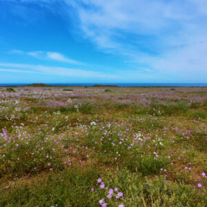 coastal celestina malvilla and ananuca bloom in atacama 2 — video footage