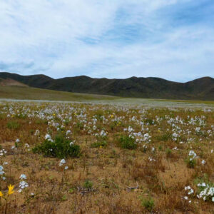 celestina bloom in atacama — video footage