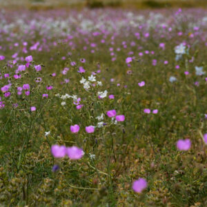 malvilla and celestina bloom fields in atacama 1 — video footage