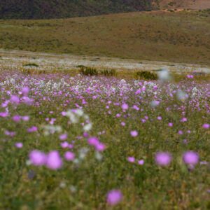 malvilla and celestina bloom fields in atacama 2 — video footage