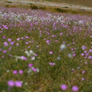 malvilla and celestina bloom fields in atacama 3 — video footage