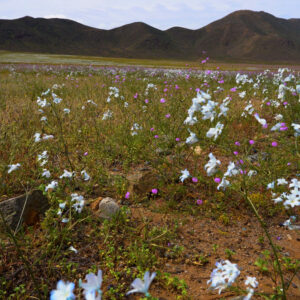 malvilla and celestina bloom fields in atacama 4 — video footage