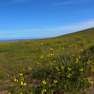 coronilla de fraile bloom in Huasco 2 — video footage