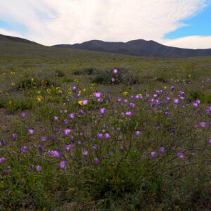 malvilla ananuca and coronilla de fraile bloom in Huasco — video footage