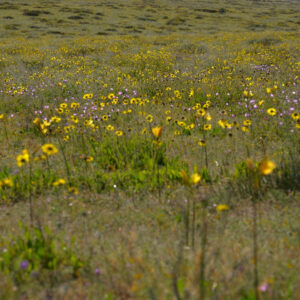 malvilla ananuca and coronilla de fraile flower field in Huasco — video footage