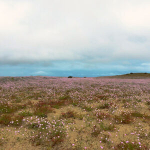 malvilla bloom in llanos de challe national park 2 — aerial footage