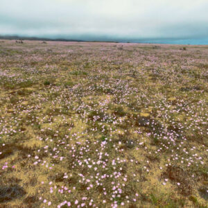 malvilla bloom in llanos de challe national park 3 — aerial footage