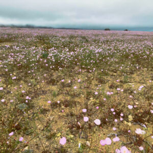 malvilla bloom in llanos de challe national park 4 — aerial footage