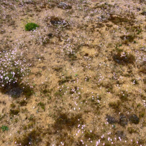 malvilla bloom in llanos de challe national park 5 — aerial footage