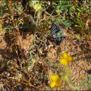 vaquita del desierto bloom — video footage