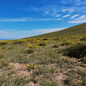 yellow ananuca bloom along route C10 Huasco 2 — aerial footage