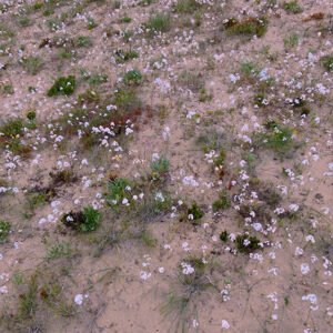 celestina bloom at caleta los bronces 1 — aerial footage