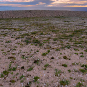 celestina bloom at caleta los bronces 3 — aerial footage