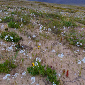 celestina bloom at caleta los bronces 6 — aerial footage