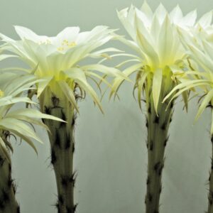 echinopsis oxygona flower opening — timelapse