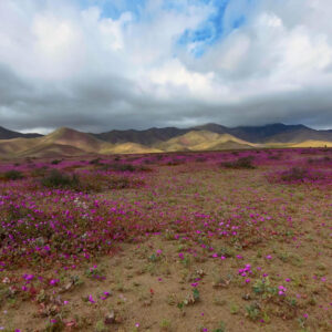 entrance to desierto florido national park 1 — video footage
