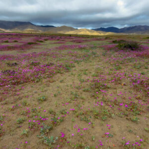 entrance to desierto florido national park 3 — video footage