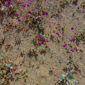 entrance to desierto florido national park 4 — video footage
