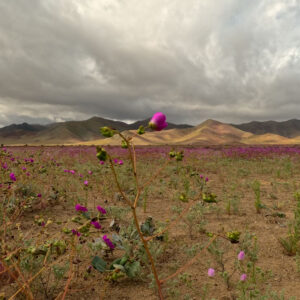 entrance to desierto florido national park 2 — timelapse