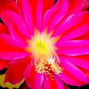 red epiphyllum flower opening — timelapse