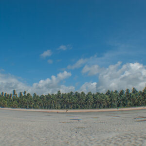 landscape from the sand at low tide to a palm tree forest