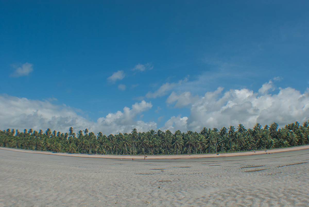 landscape from the sand at low tide to a palm tree forest