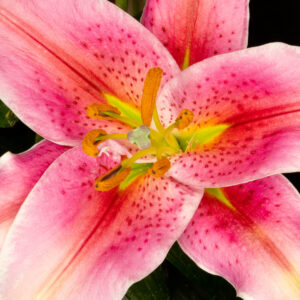 lily flower opening — timelapse