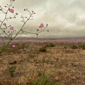 malvilla bloom in llanos de challe national park — timelapse